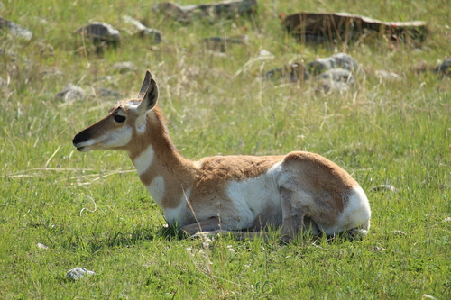 Pronghorn photographed in South Dakota