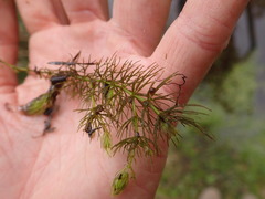Ceratophyllum echinatum