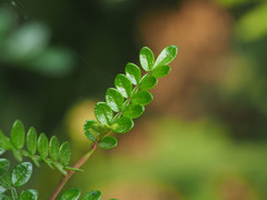 Zanthoxylum beecheyanum