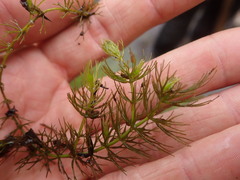 Ceratophyllum echinatum