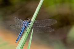 Indothemis carnatica