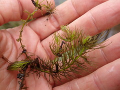 Ceratophyllum echinatum