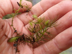Ceratophyllum echinatum