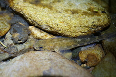 Gobiomorphus breviceps