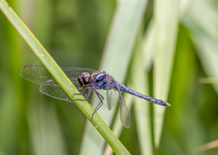 Indothemis carnatica