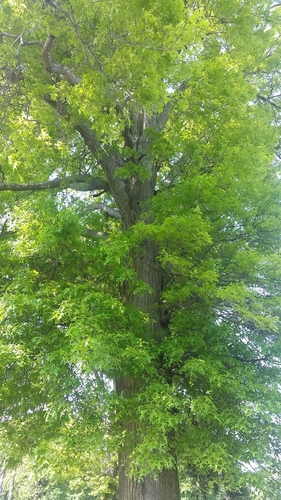 photo of Red Oaks (Lobatae)