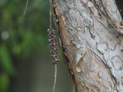 Melaleuca cajuputi cumingiana