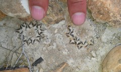 Ariocarpus kotschoubeyanus