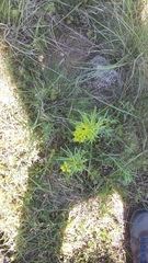 Euphorbia virgata