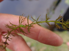 Ceratophyllum echinatum