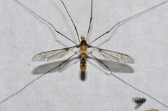 Leptotarsus clavatus