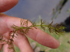 Ceratophyllum echinatum