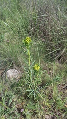 Euphorbia virgata