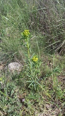 Euphorbia virgata