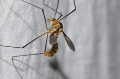 Leptotarsus clavatus