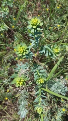 Euphorbia stepposa