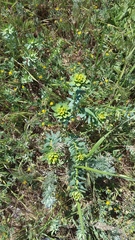 Euphorbia stepposa
