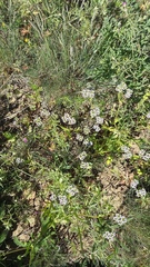 Valerianella