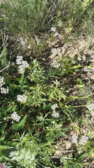 Valerianella