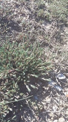 Polycnemum