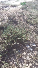 Polycnemum