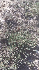 Polycnemum