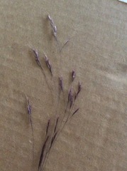 Deschampsia danthonioides