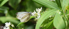 Pieris melete