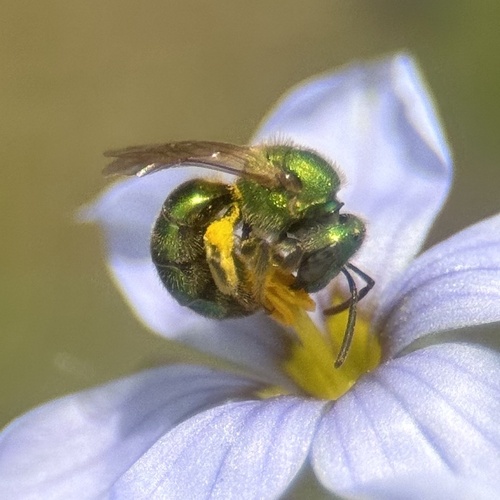 Golden Sweat Bee photo 4