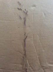 Deschampsia danthonioides