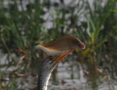 Notopterus notopterus