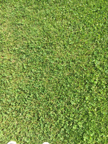 photo of Kentucky Bluegrass (Poa pratensis)