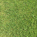 photo of Kentucky Bluegrass (Poa pratensis)