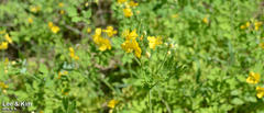 Chelidonium asiaticum