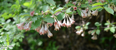 Weigela subsessilis
