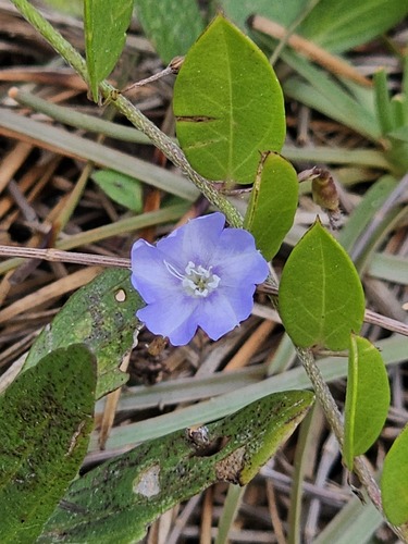 Evolvulus convolvuloides