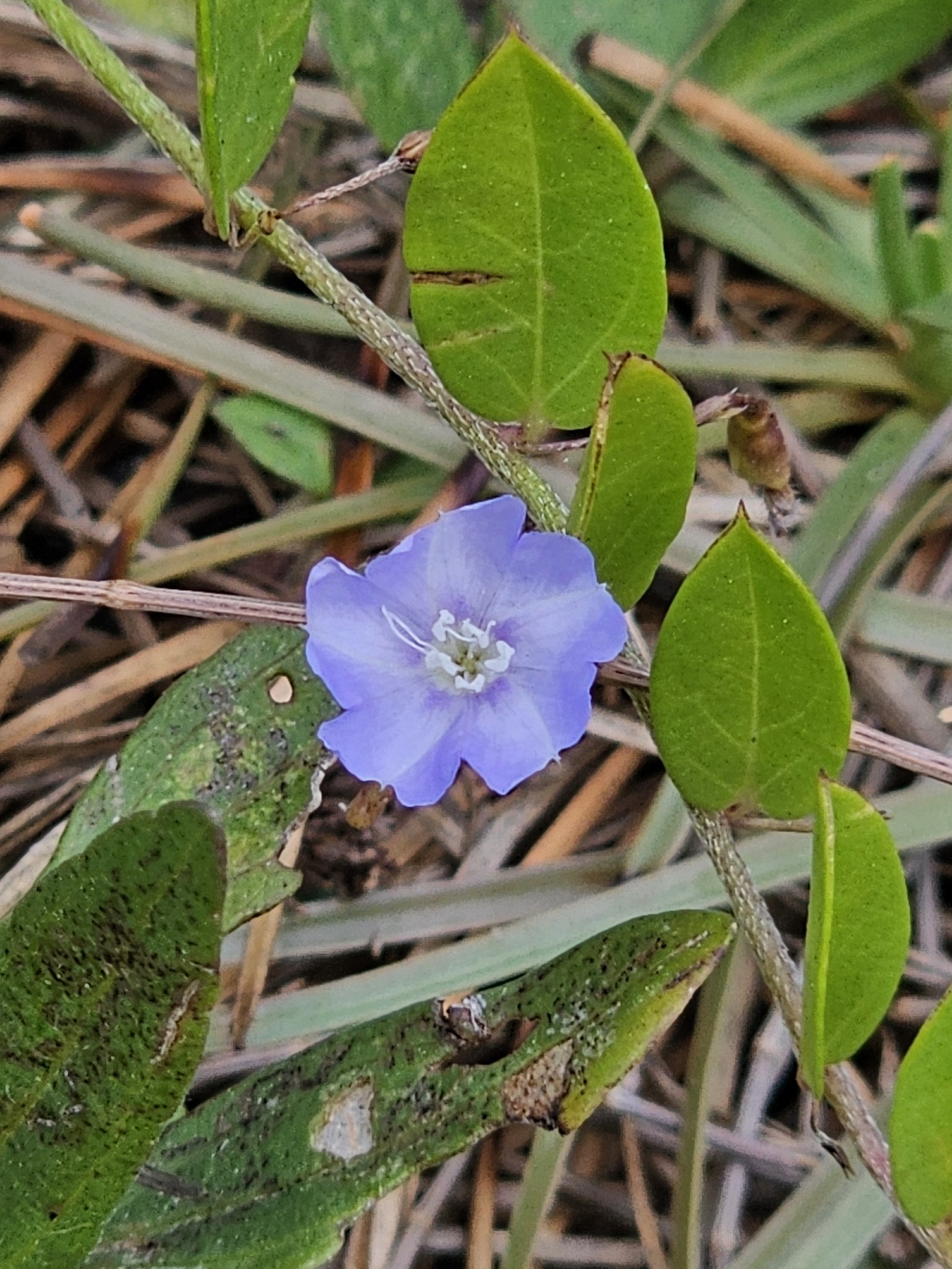 Evolvulus convolvuloides