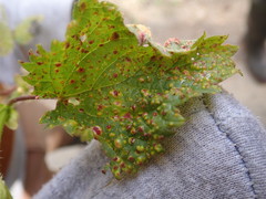 Puccinia urticata