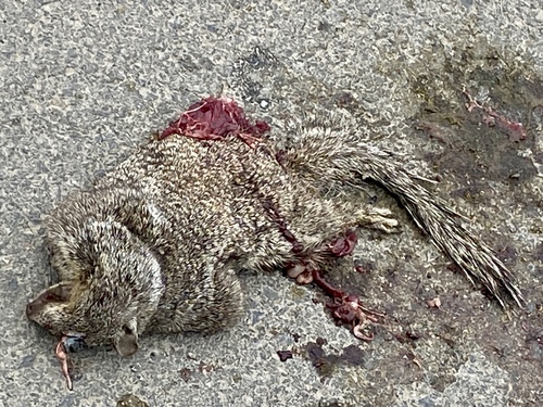 iNaturalist observation photo of California Ground Squirrel