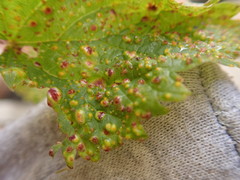 Puccinia urticata