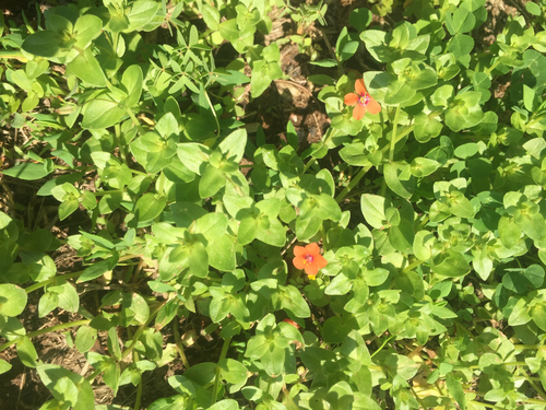 photo of Scarlet Pimpernel (Lysimachia arvensis)