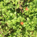 photo of Scarlet Pimpernel (Lysimachia arvensis)