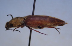 Prosternon bombycinum