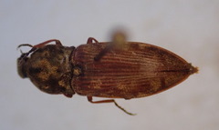 Prosternon bombycinum