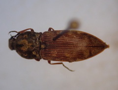 Prosternon bombycinum