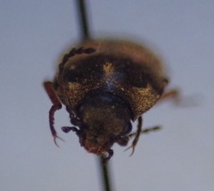 Prosternon bombycinum