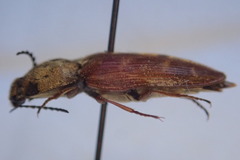Prosternon bombycinum
