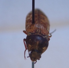 Prosternon bombycinum