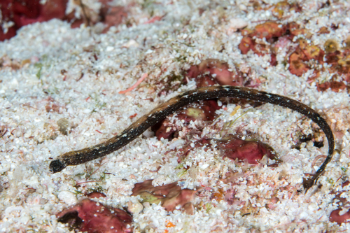 Brown pipefish (Halicampus mataafae) — Syngnathidae — 5