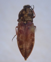 Prosternon bombycinum